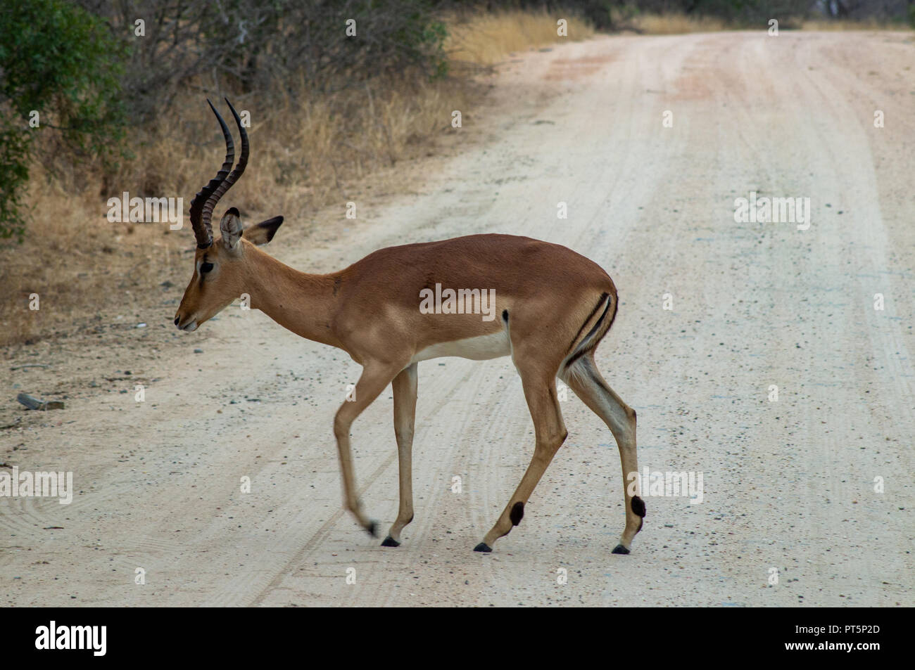 South Africa - Kruger National Park - Big 5 Stock Photo - Alamy