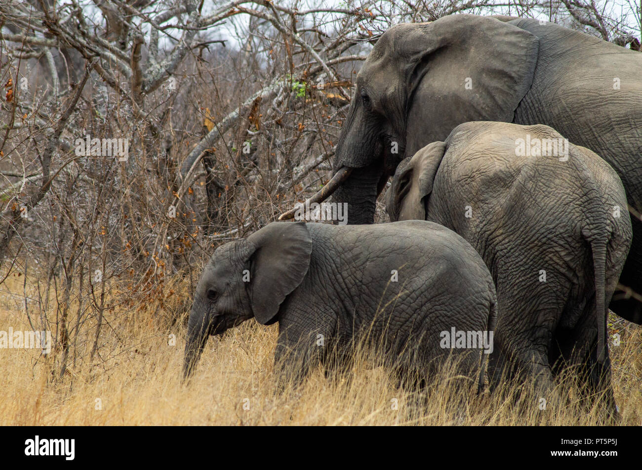 South Africa - Kruger National Park - Big 5 Stock Photo