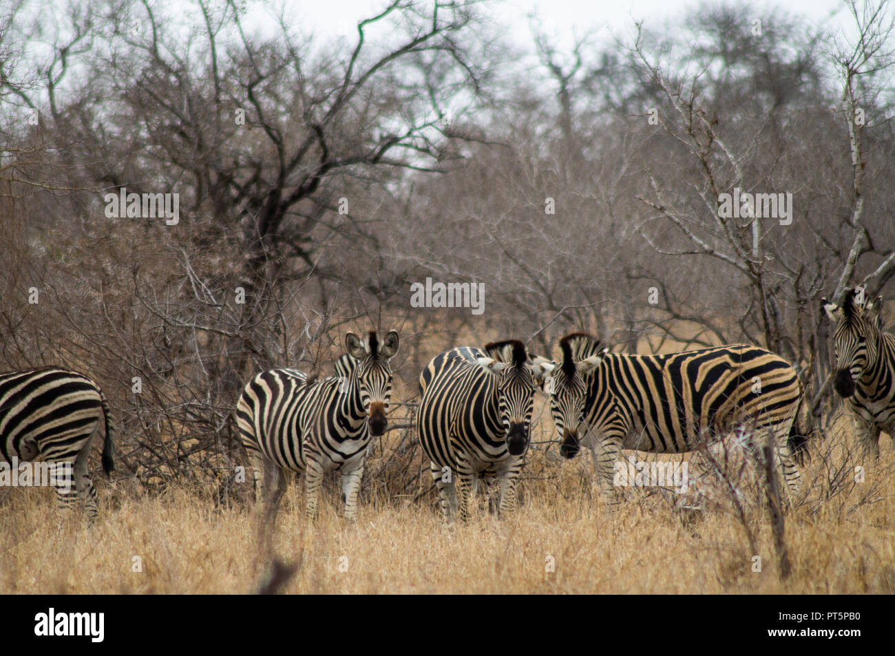 South Africa - Kruger National Park - Big 5 Stock Photo - Alamy