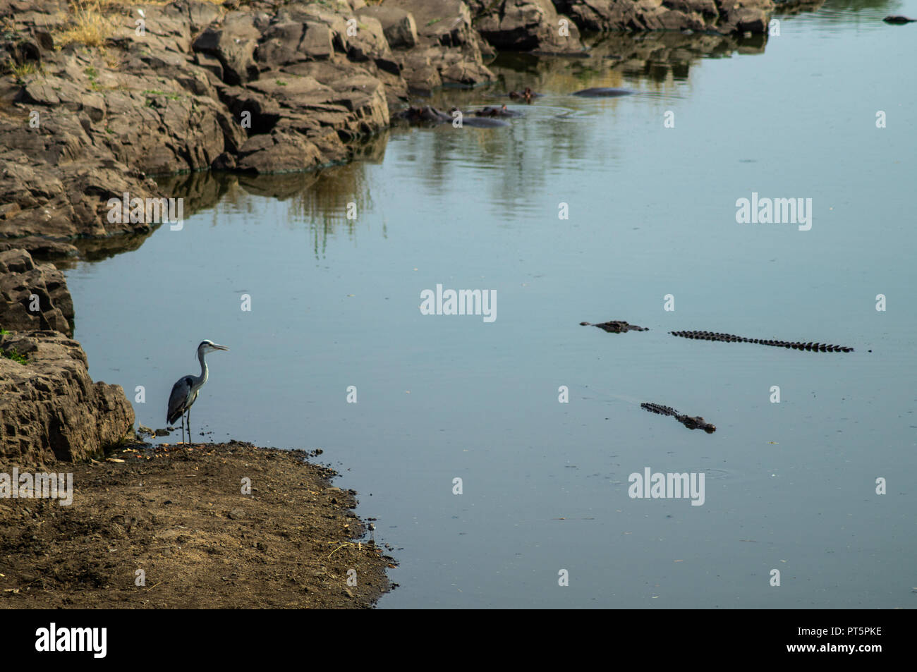 South Africa - Kruger National Park - Big 5 Stock Photo - Alamy