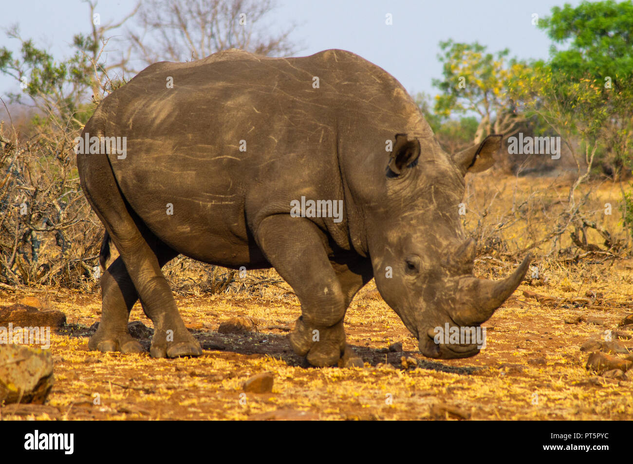 South Africa - Kruger National Park - Big 5 Stock Photo - Alamy