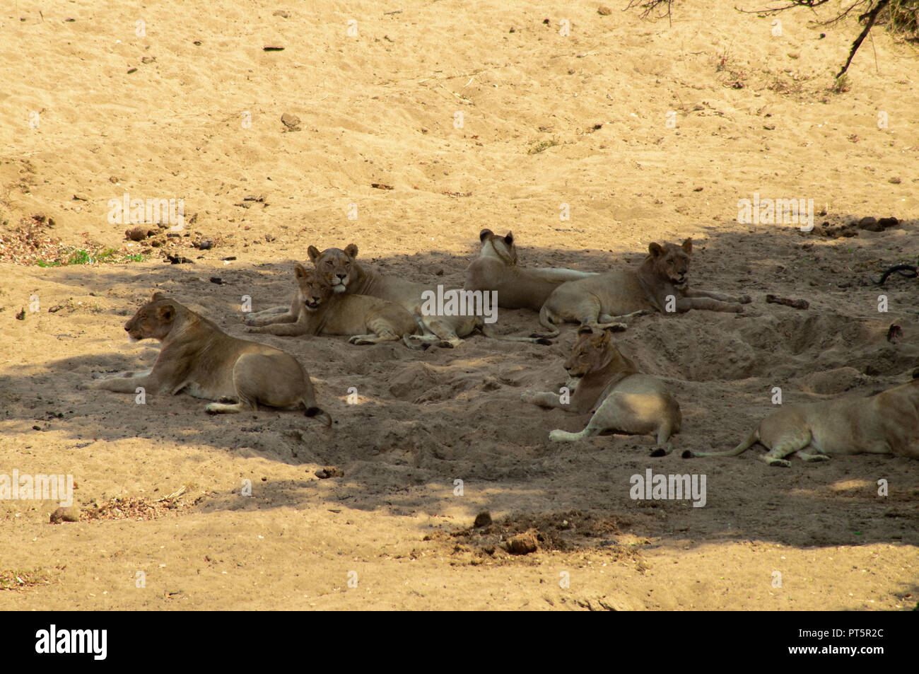 South Africa - Kruger Park - Lions Stock Photo