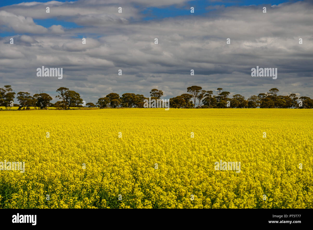 Canola Oilseed, Rape Oilsse, field, Australia Stock Photo - Alamy