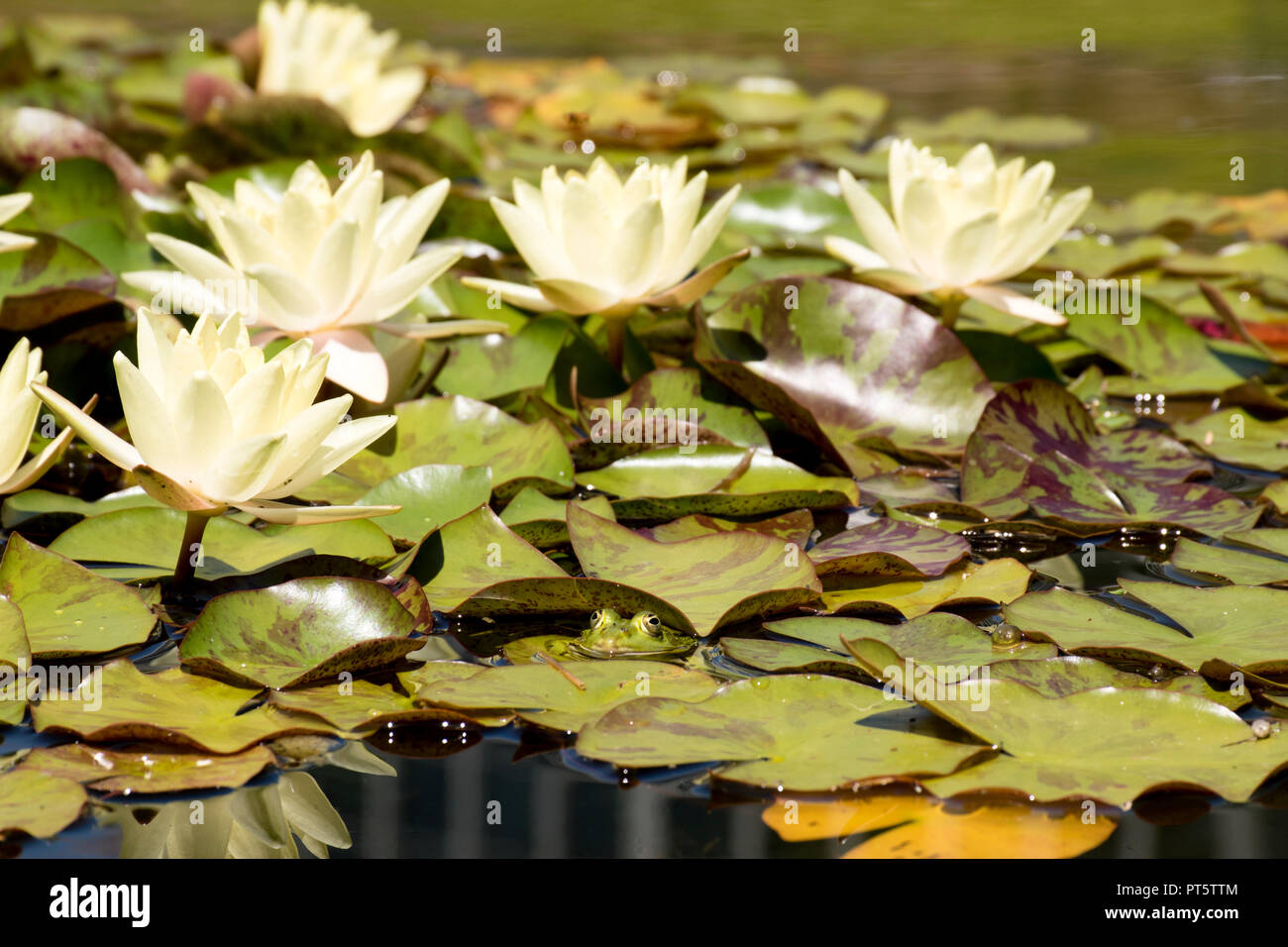 Lily field hi-res stock photography and images - Alamy