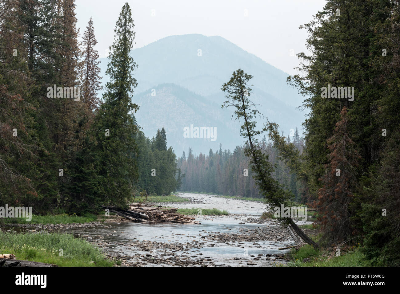 Moose Creek in Idaho's SelwayBitterroot Wilderness Areas Stock Photo