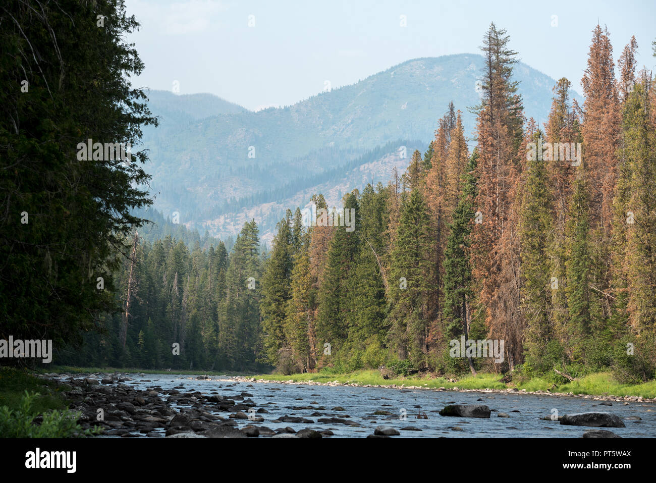 Moose Creek, a tributary of the Selway River in Idaho Stock Photo - Alamy