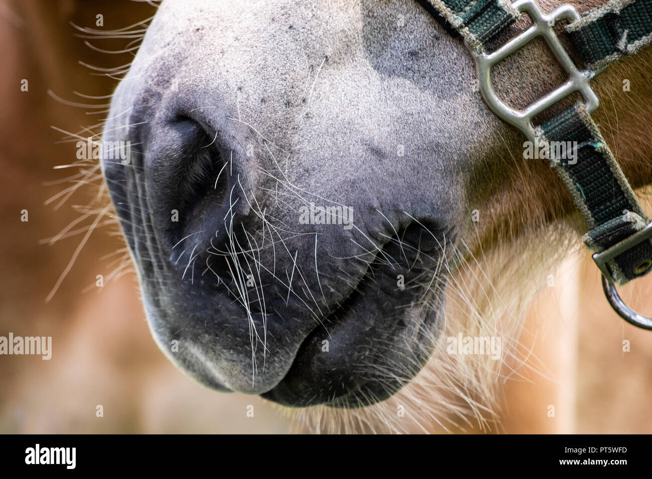 Horse nose photography Stock Photo