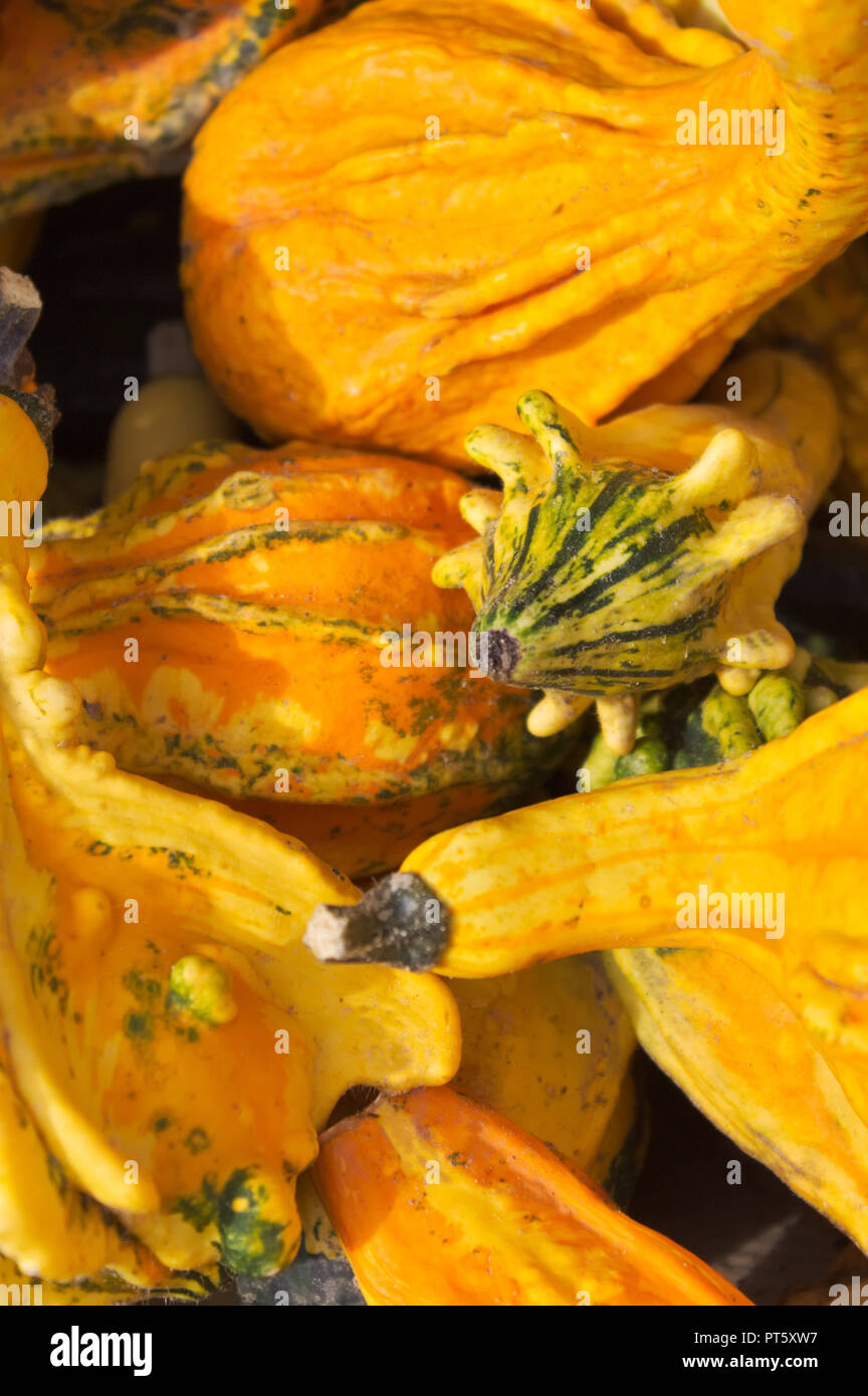 A pile of colorful decorative pumpkins Stock Photo - Alamy