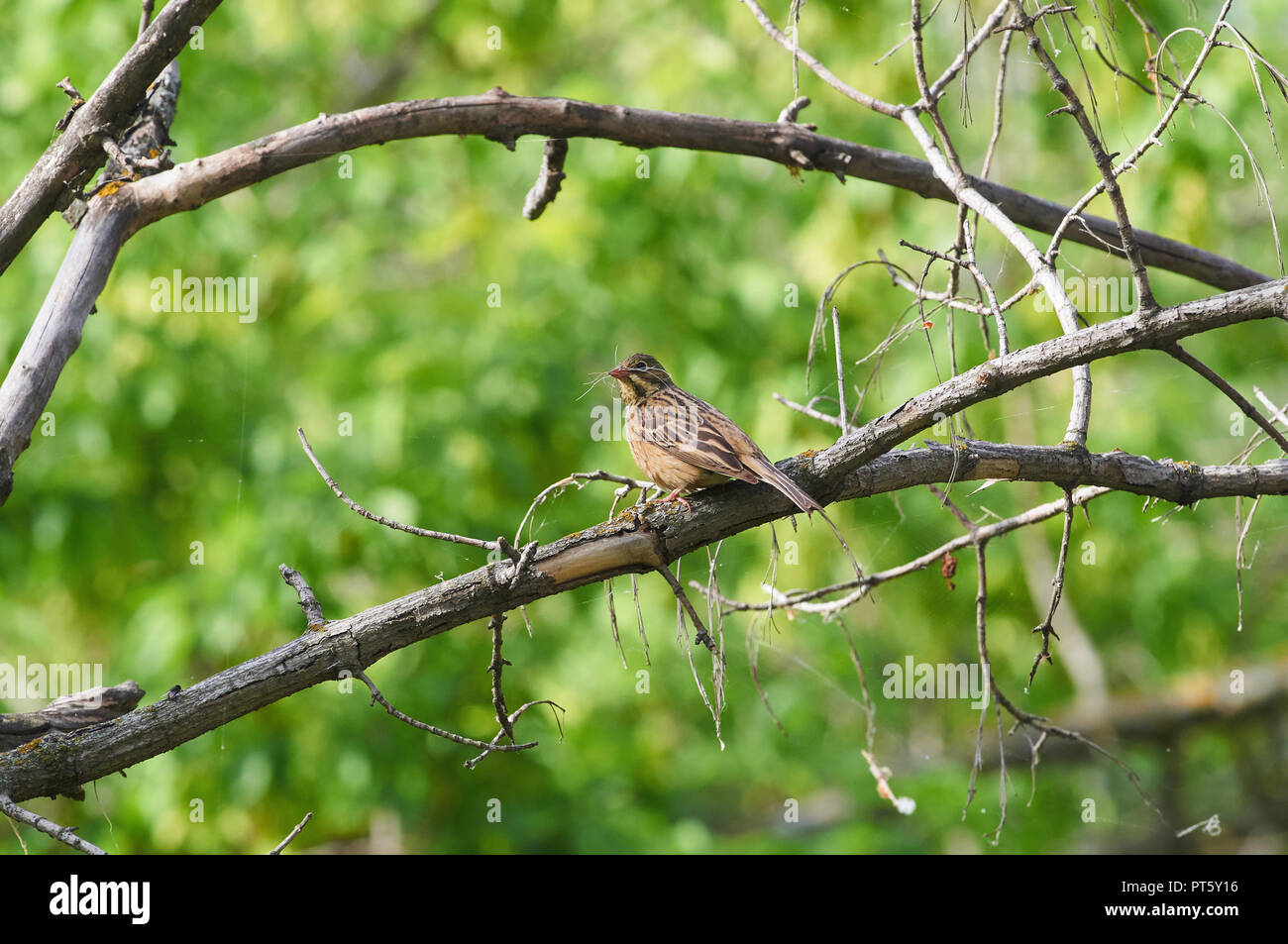 Ortolan (emberiza hortulana) sits on a branch with a bunch of blades of grass in its beak to build a nest. Stock Photo