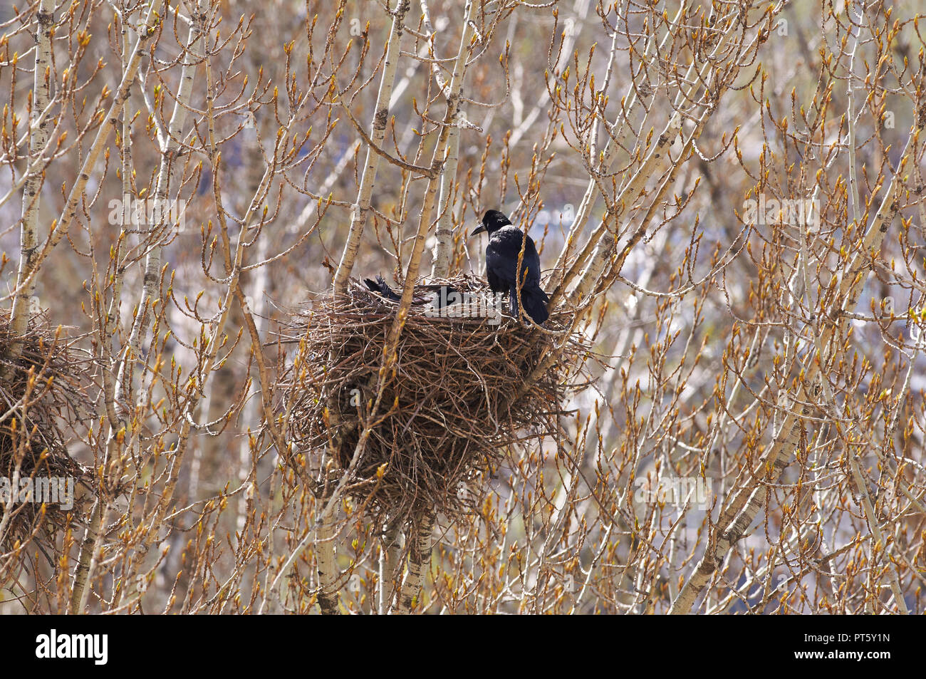 Rook (female, Corvus frugilegus) incubates the eggs in the nest and the male sits on the edge (background of poplars with swollen buds). Stock Photo