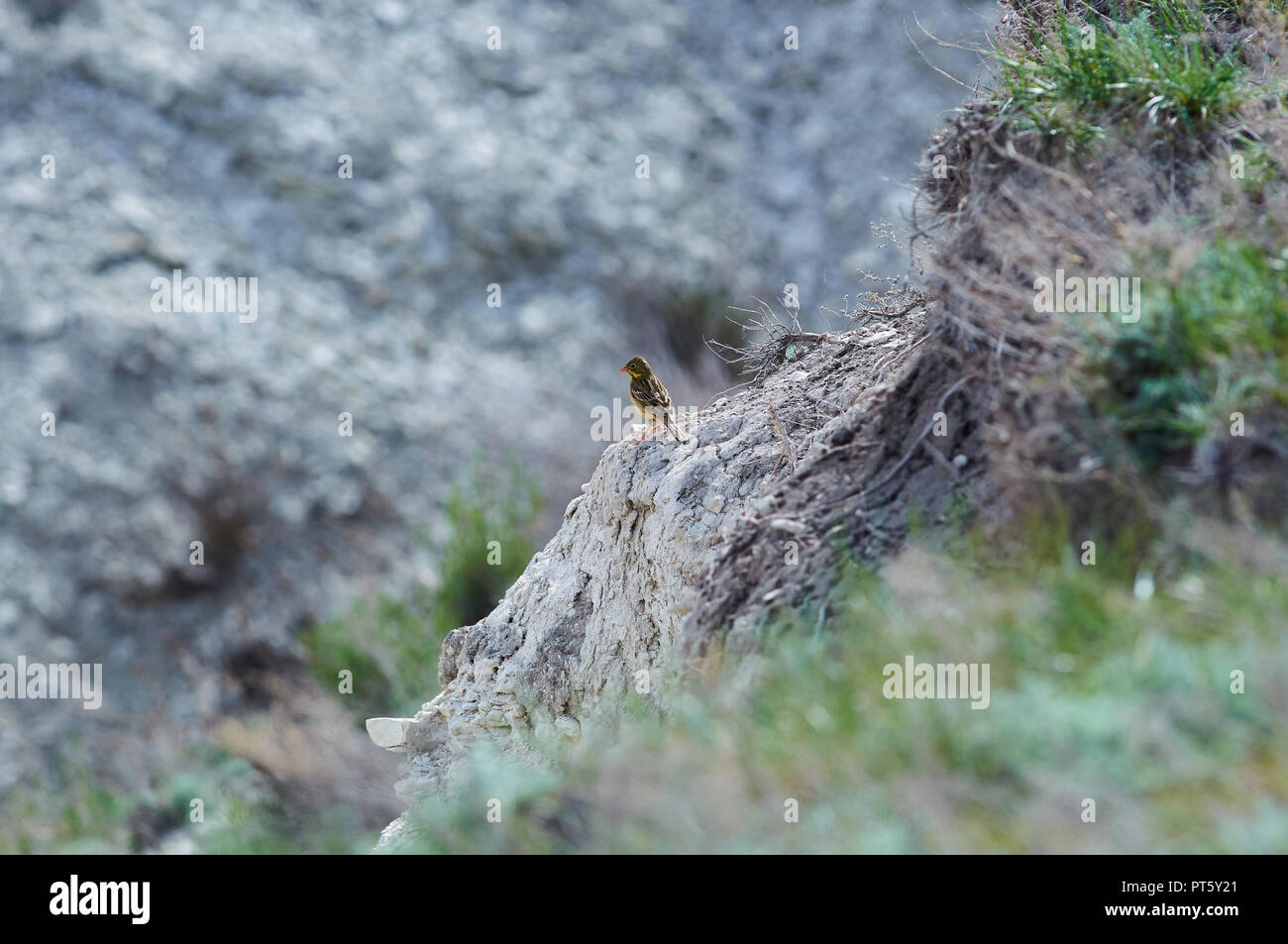 Ortolan (emberiza hortulana) sits on an impressive stone wall of a chalk gully. Stock Photo