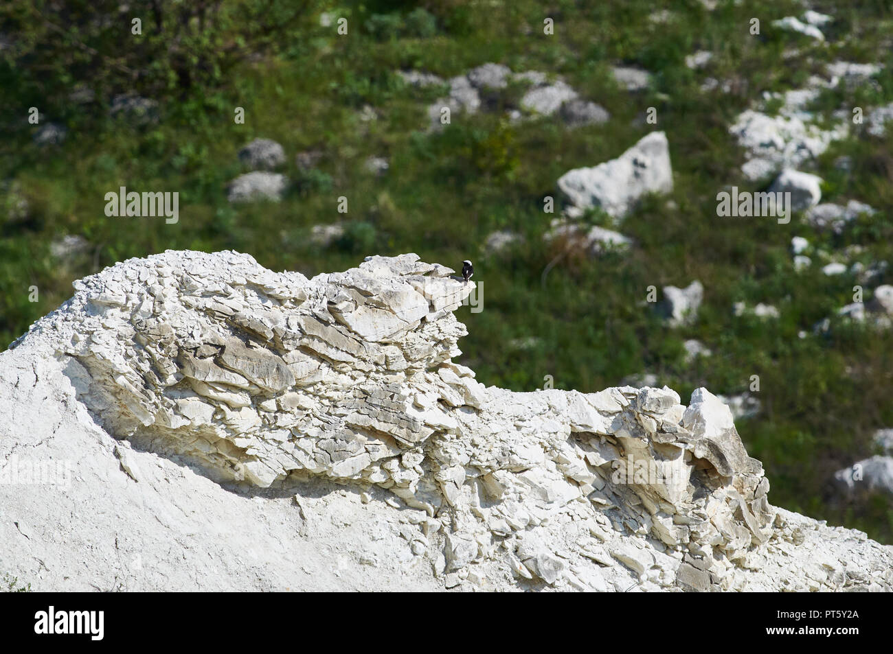Pied wheatear (oenanthe pleschanka) sits on an impressive stone wall of a chalk gully. Stock Photo