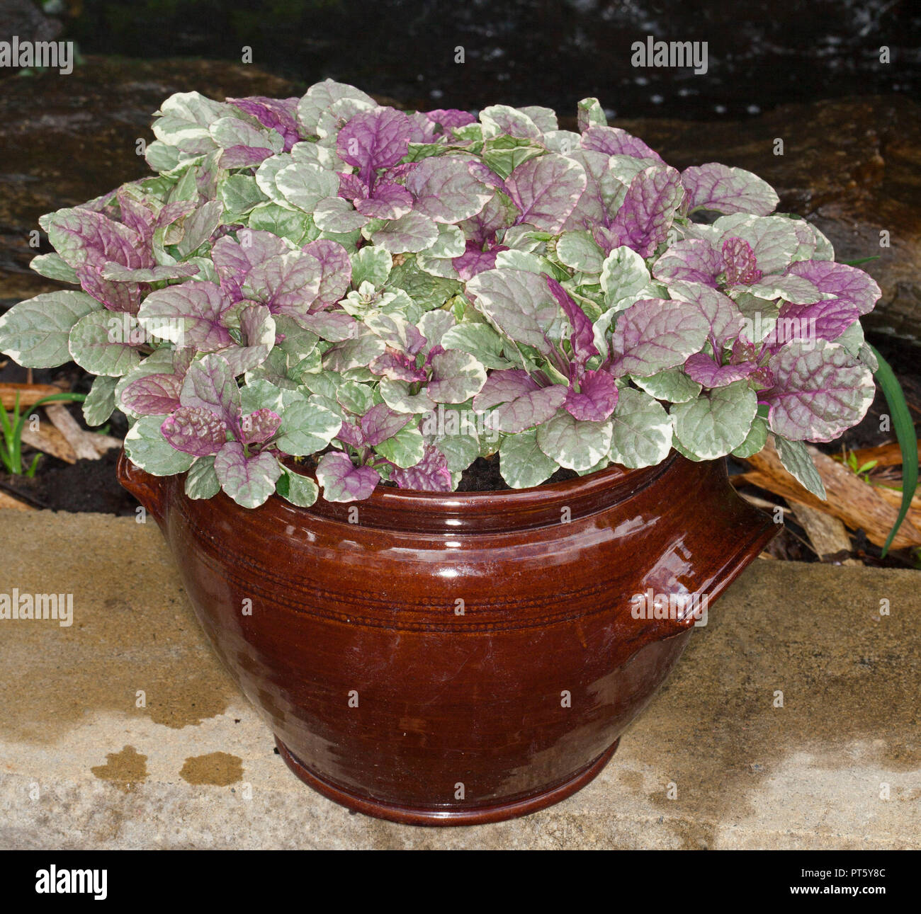 Ajuga reptans 'Burgundy Glow', perennial plant with attractive red, cream and green variegated leaves growing in decorative container Stock Photo