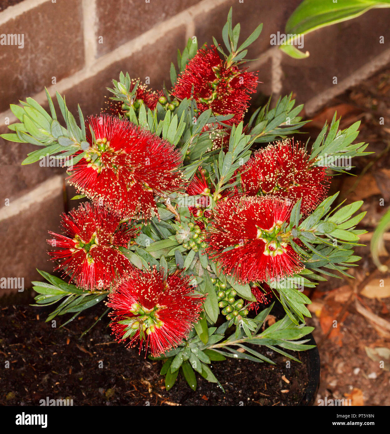 Cluster of vivid red bottlebrush flowers and green foliage of drought tolerant Australian native plant Callistemon 'Little John' Stock Photo