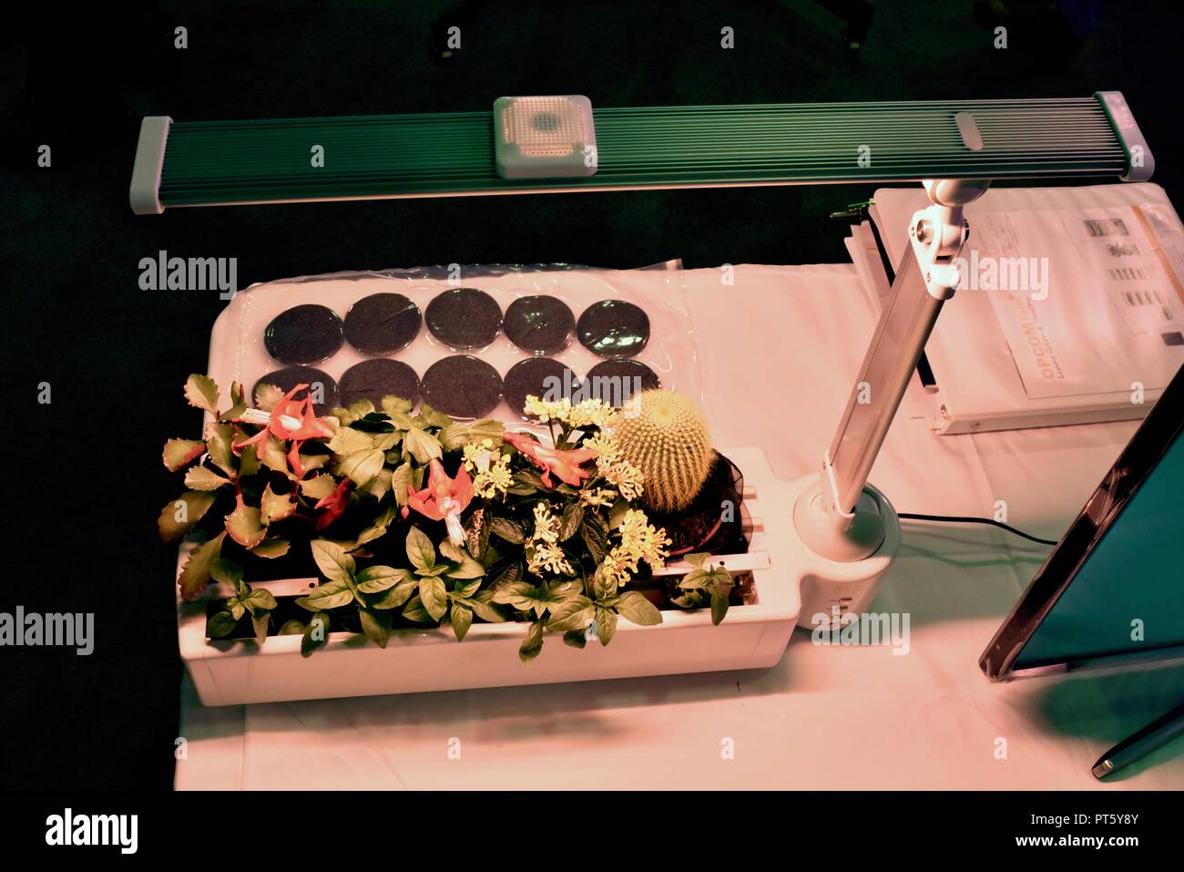 Indoor soilfree gardens with herb plants and vegetables, producing