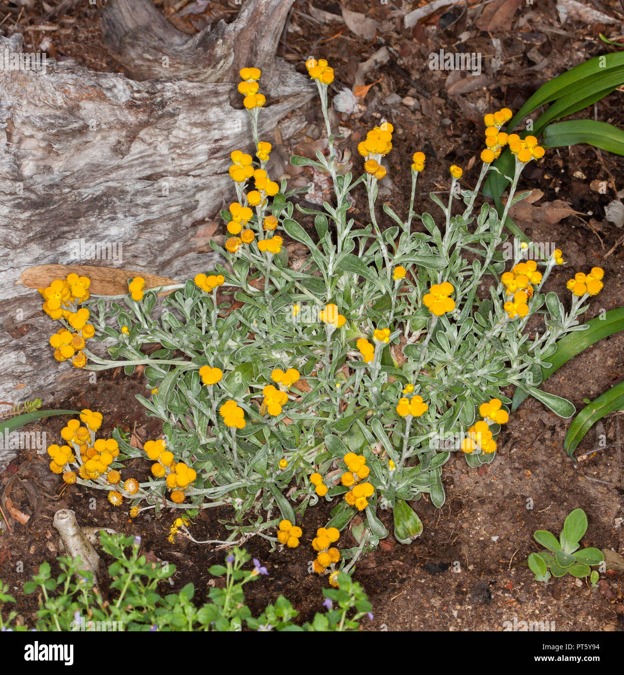 Australian wildflowers, Chrysocephalum apiculatum Desert Flame, drought tolerant native plant cloaked with bright yellow flowers & blue green foliage Stock Photo