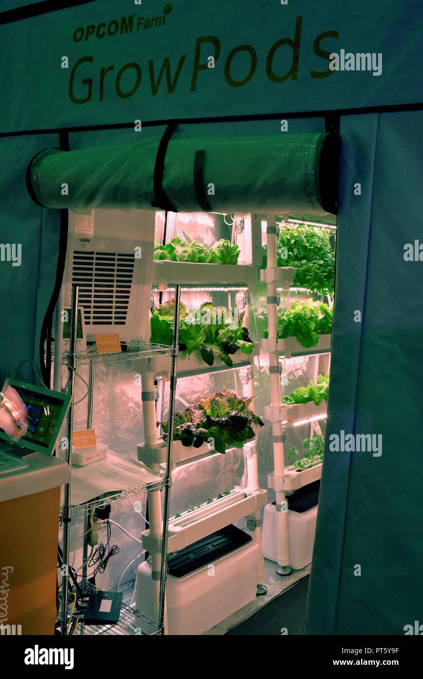 Indoor soilfree gardens with herb plants and vegetables, producing