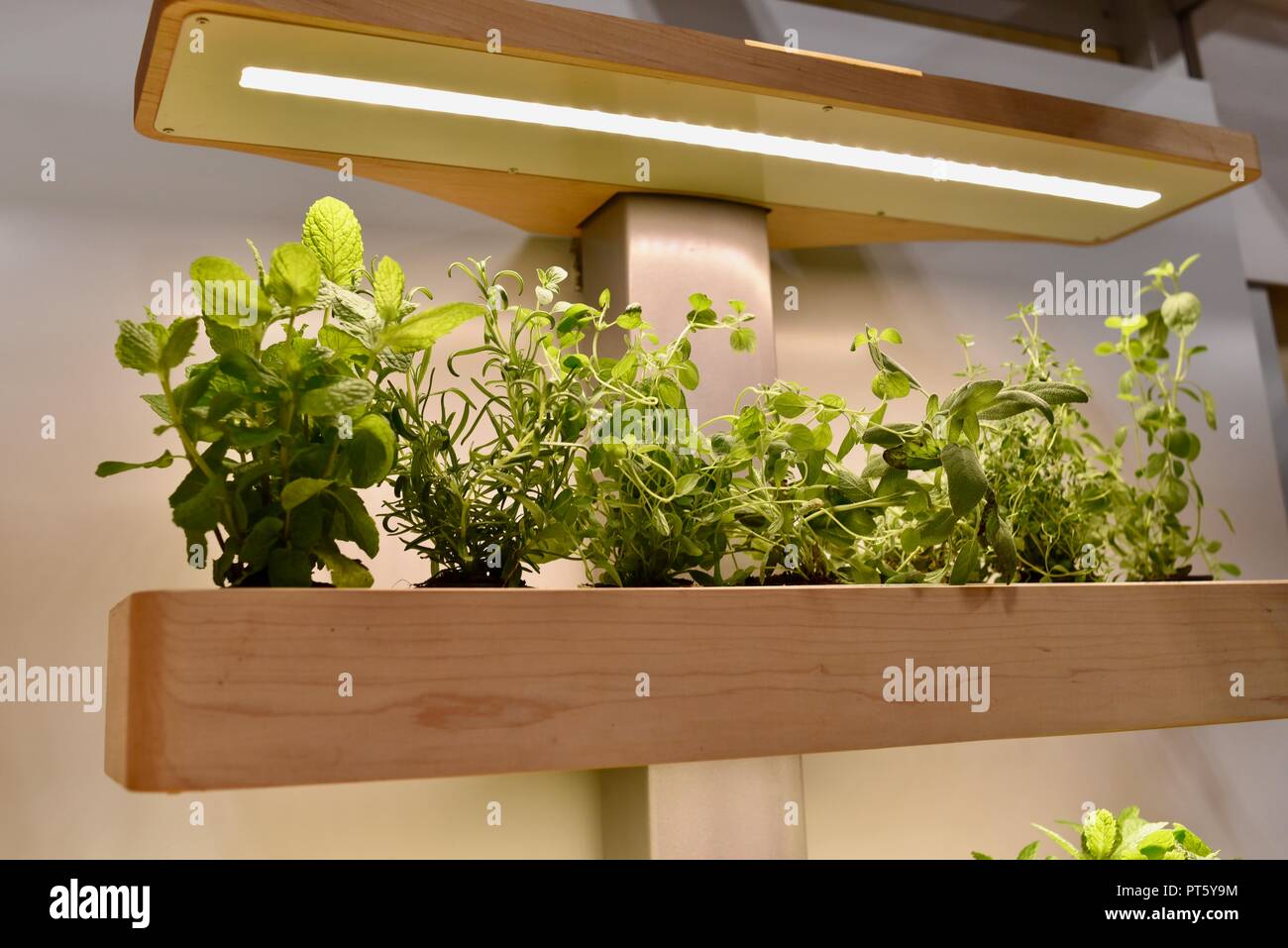 Indoor soil-free gardens with herb plants and vegetables, producing food, on display at the Consumer Electronics Show (CES) in Las Vegas, NV, USA. Stock Photo