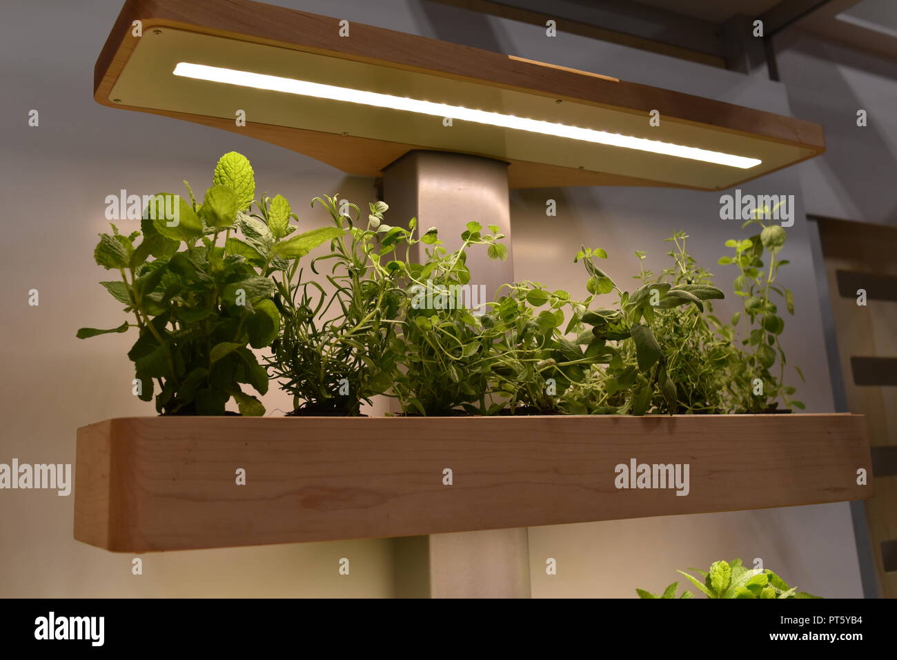 Indoor soil-free gardens with herb plants and vegetables, producing food, on display at the Consumer Electronics Show (CES) in Las Vegas, NV, USA. Stock Photo