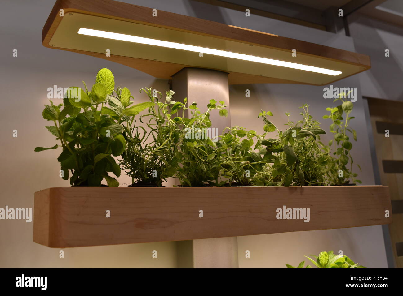Indoor soilfree gardens with herb plants and vegetables, producing