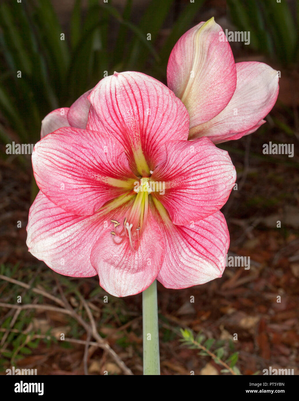 Cluster of large and spectacular deep pink flowers streaked with white of Hippeastrum, spring flowering bulb, against dark background Stock Photo