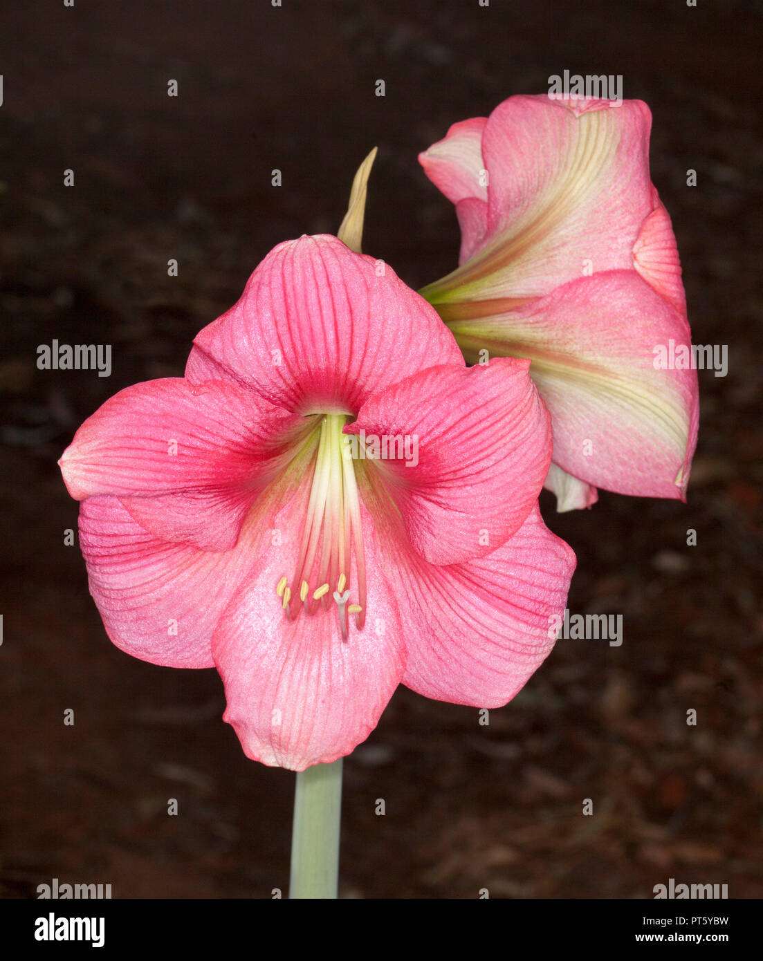 Cluster of large and spectacular deep pink flowers of Hippeastrum, spring flowering bulb, against dark background Stock Photo