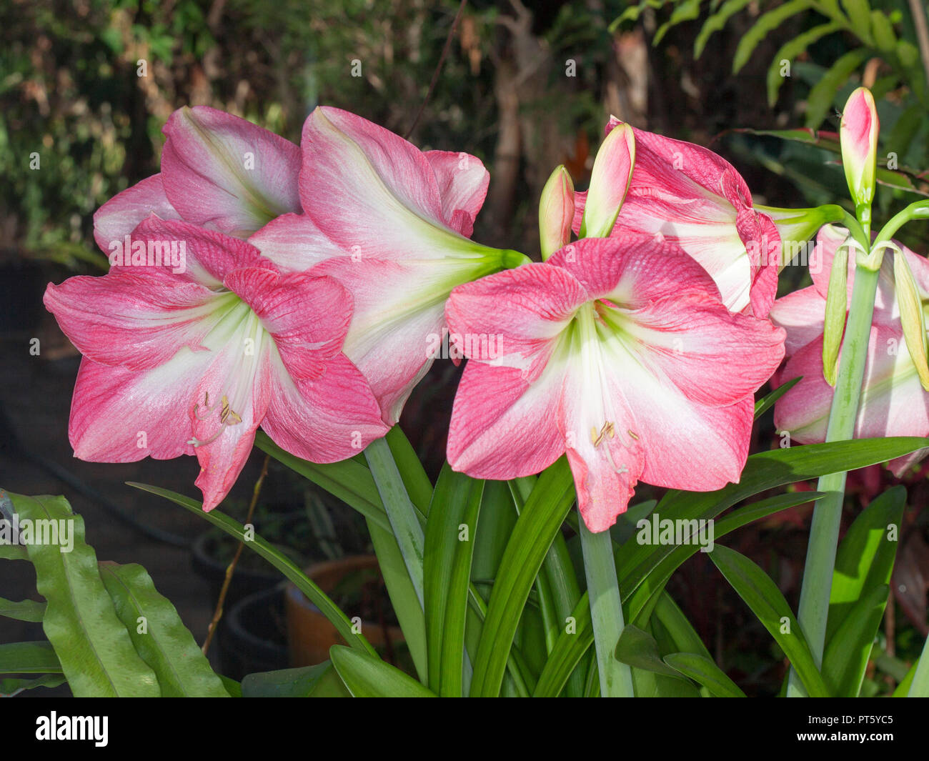 Cluster of large pink flowers with white centres of Hippeastrum 'Jenny', spring flowering bulb, against background of green foliage Stock Photo