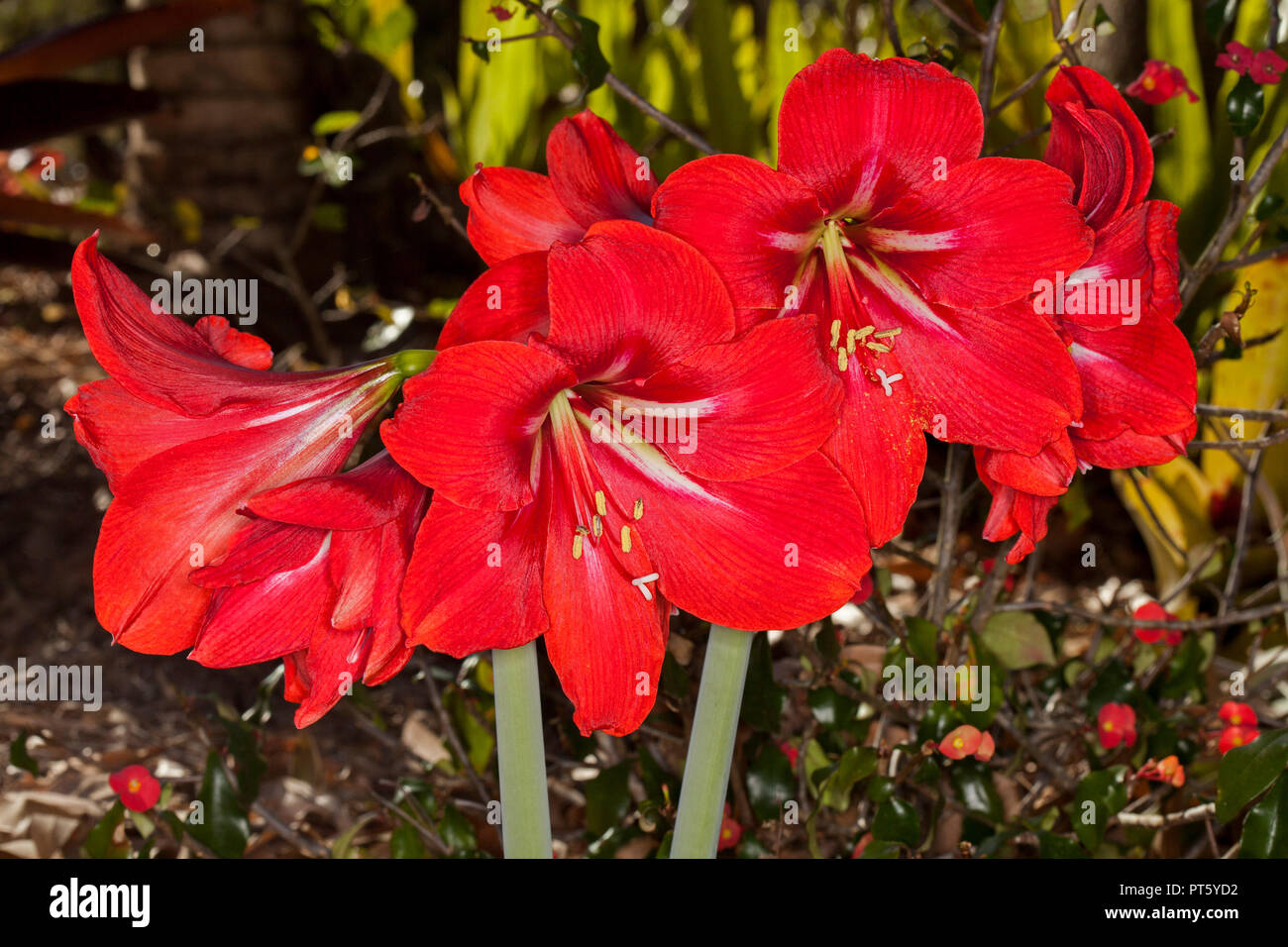 Cluster of large vivid red flowers of Hippeastrum, spring flowering bulb, against dark background Stock Photo