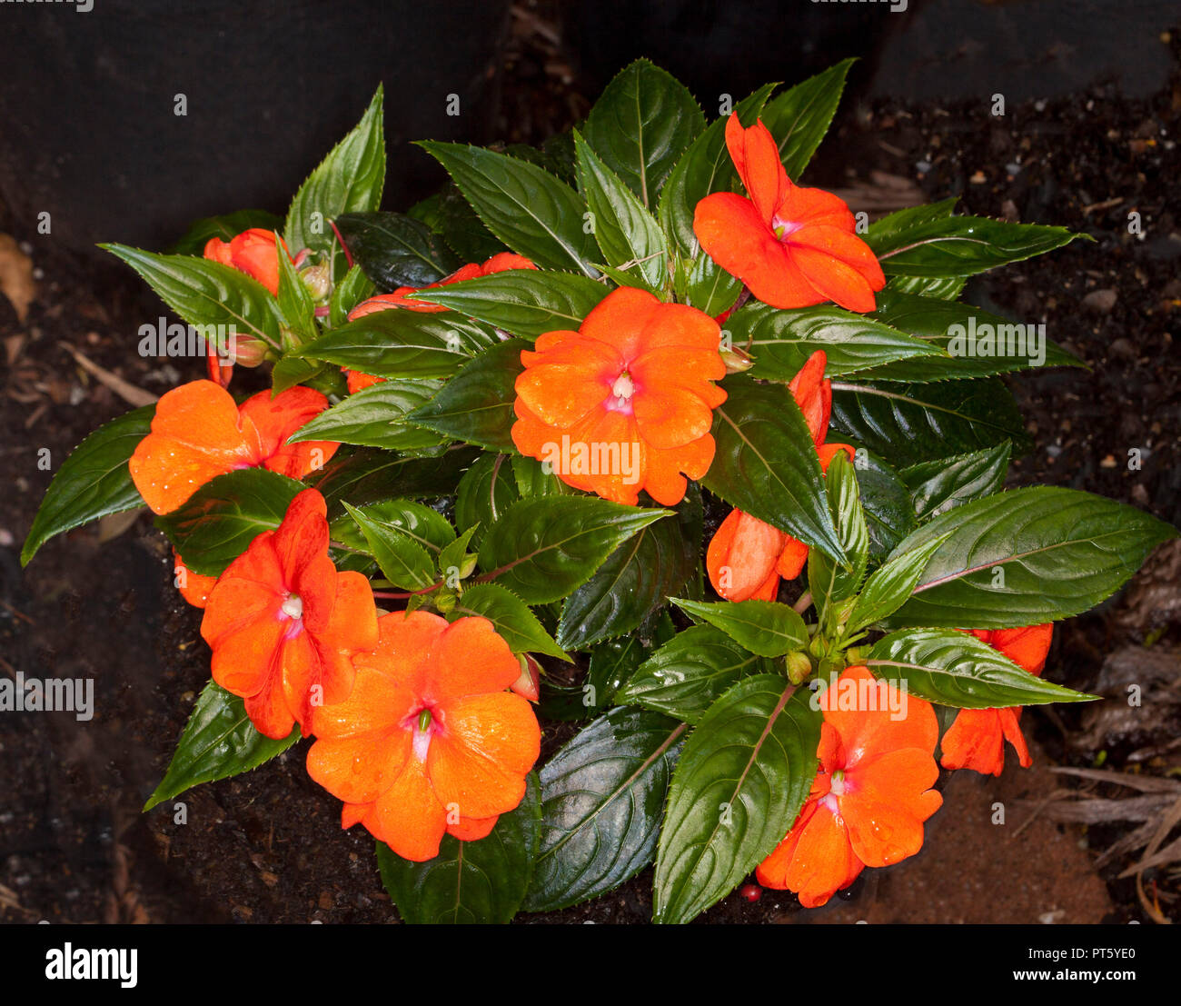 Stunning vivid orange flowers among dark green glossy leaves of Impatiens hawkerii New Guinea hybrid Stock Photo