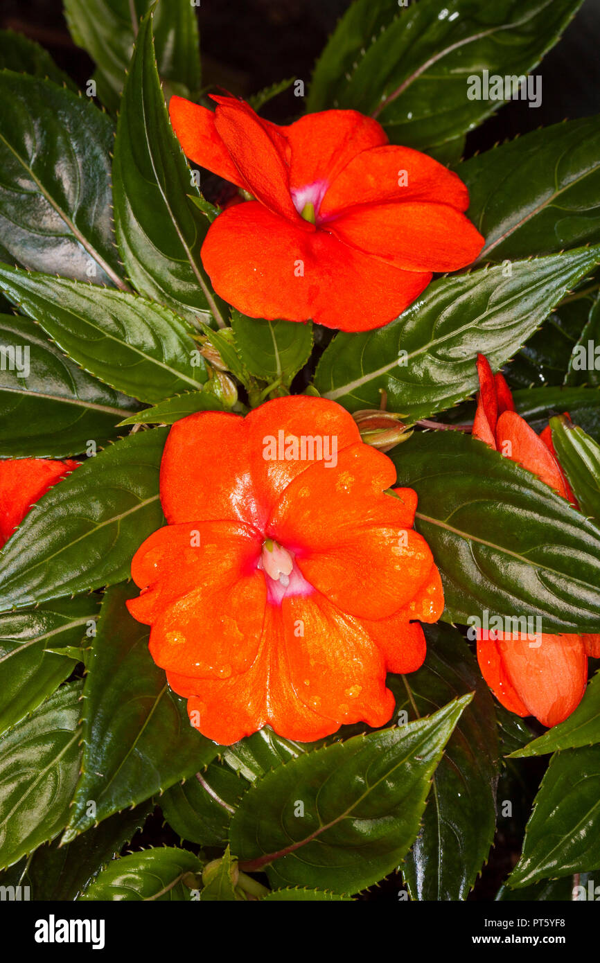 Stunning vivid orange flowers among dark green glossy leaves of Impatiens hawkerii New Guinea hybrid Stock Photo