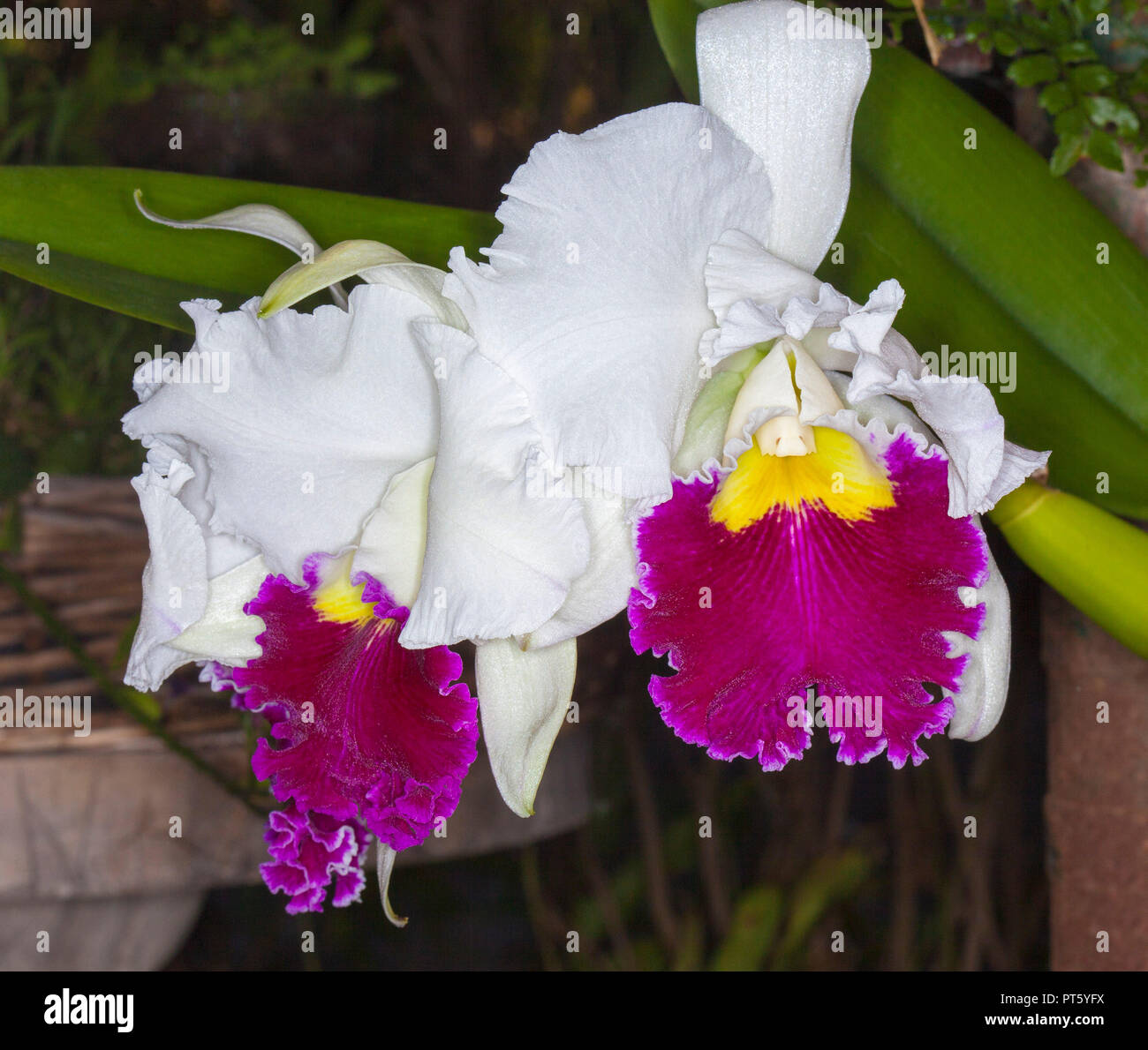 Large and spectacular white and magenta / purple perfumed flowers of Brassolaeliocattleya orchid 'Orglades Grand' Tian Mu Stock Photo