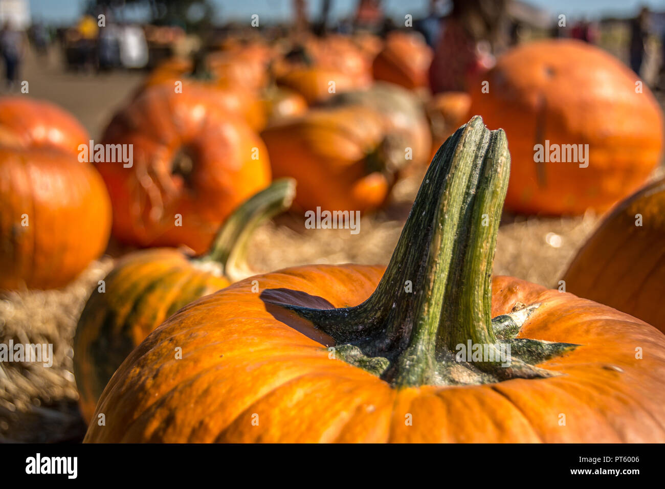 pumpkins on display Stock Photo