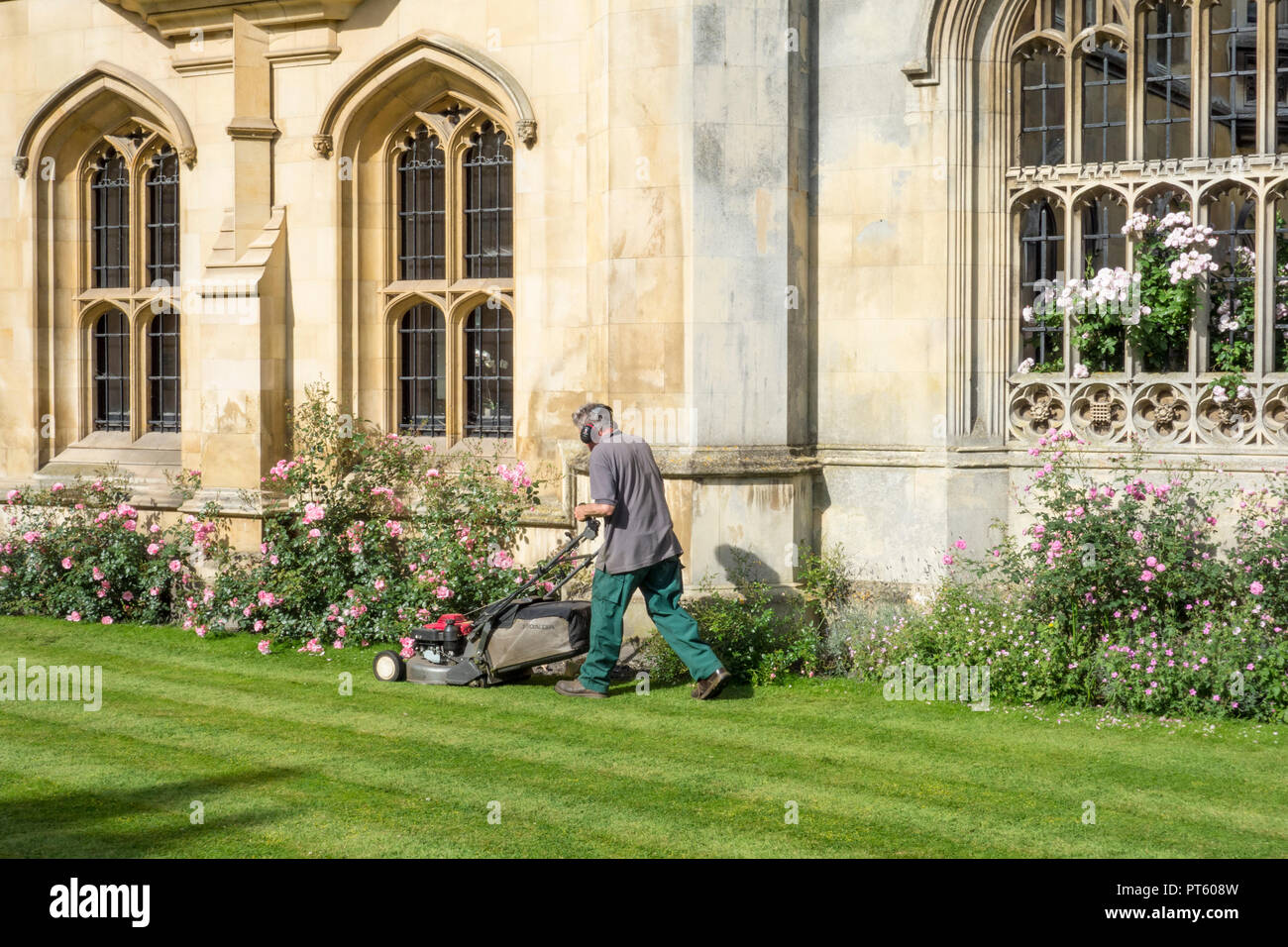 Gardner mowing lawn outside King's College, University of Cambridge, UK Stock Photo