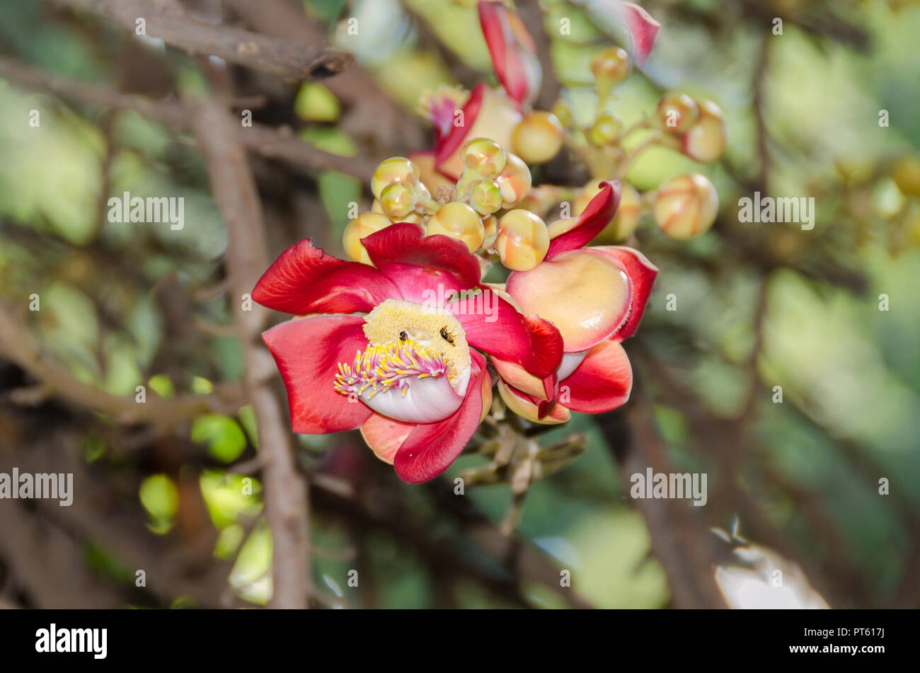 Fragrant Flowers Of Couroupita Guianensis Known As Cannonball Tree 