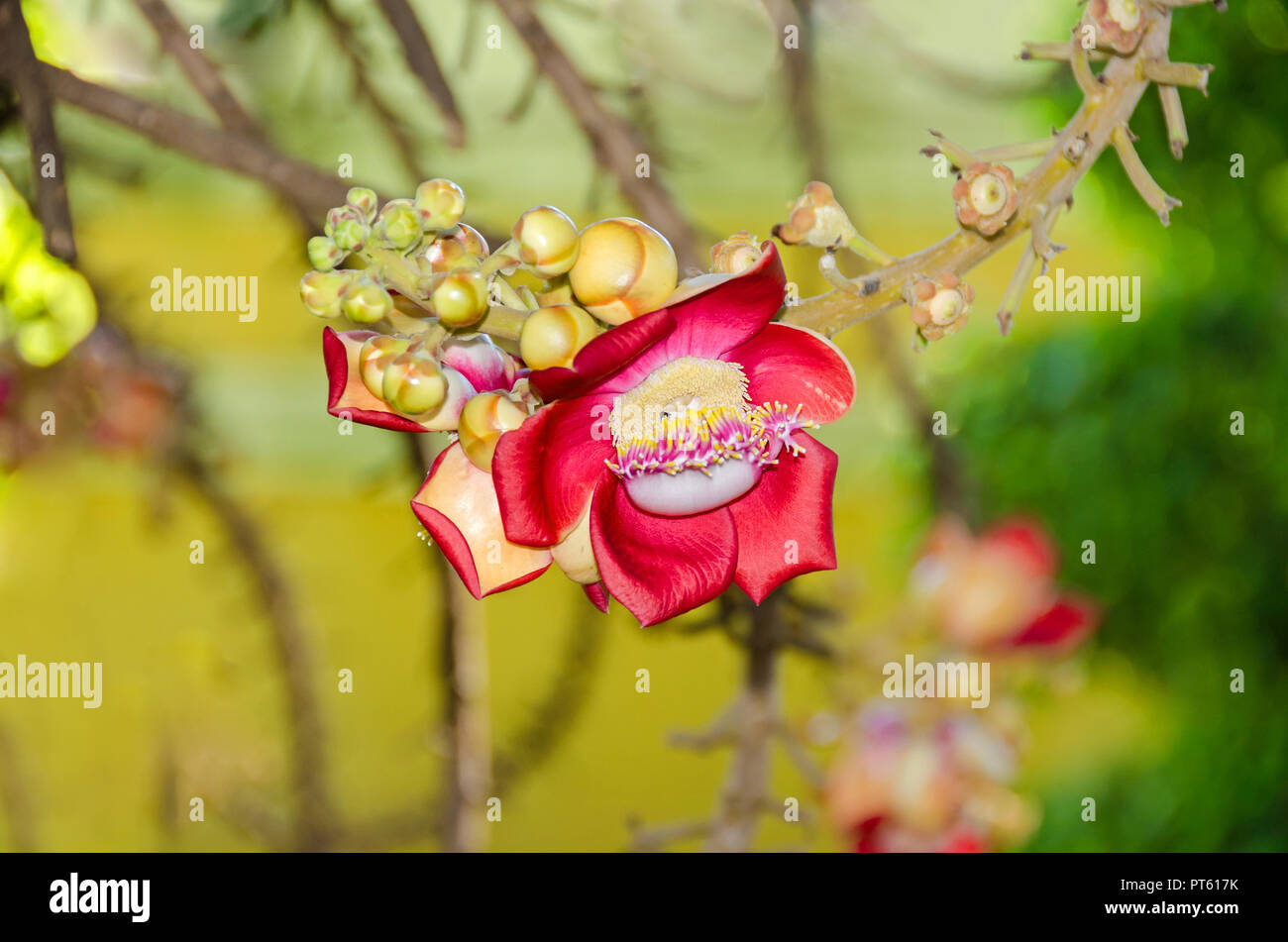 Fragrant Flowers Of Couroupita Guianensis Known As Cannonball Tree 