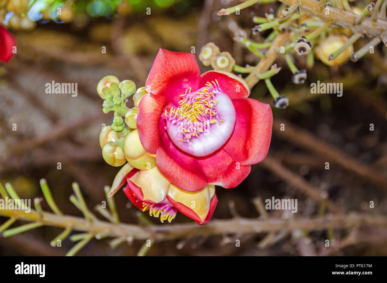 Fragrant Flowers Of Couroupita Guianensis Known As Cannonball Tree 