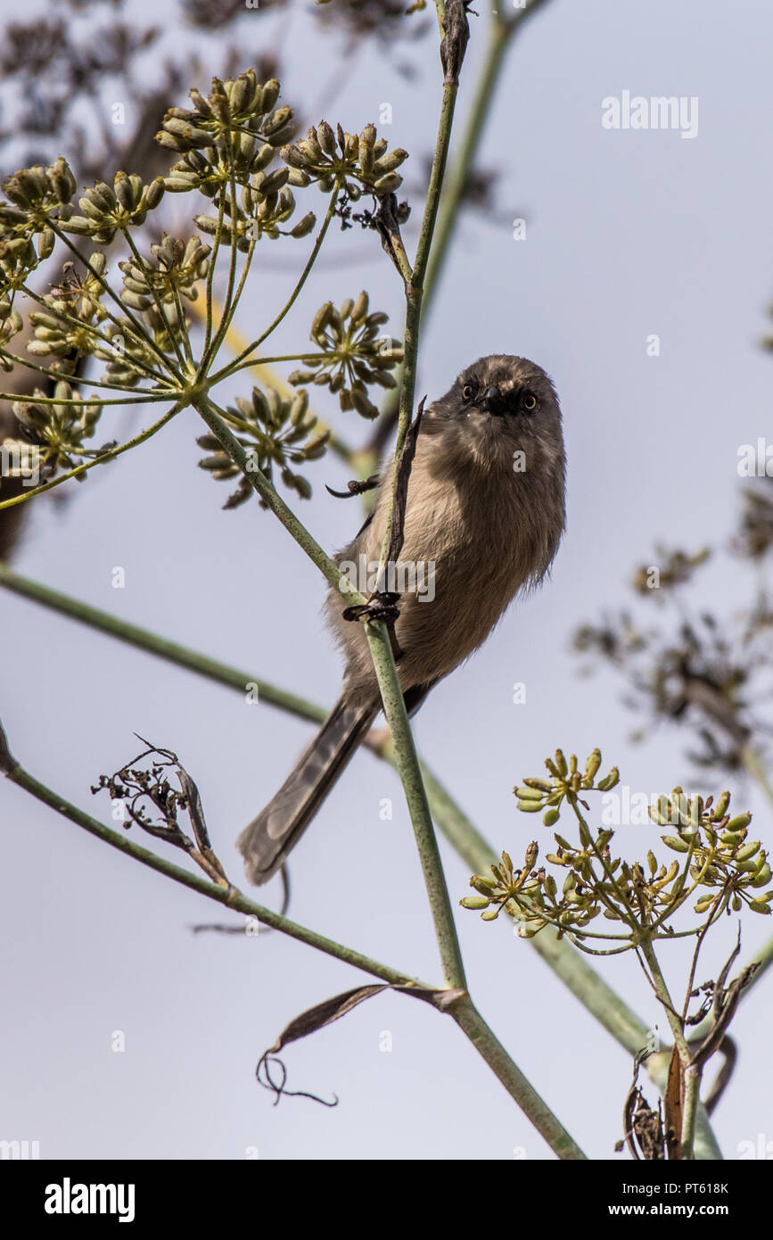 Blue Gray Gnatcatcher bird perched on tree branch looking staight ahead while foraging for food during the morning hours. Stock Photo