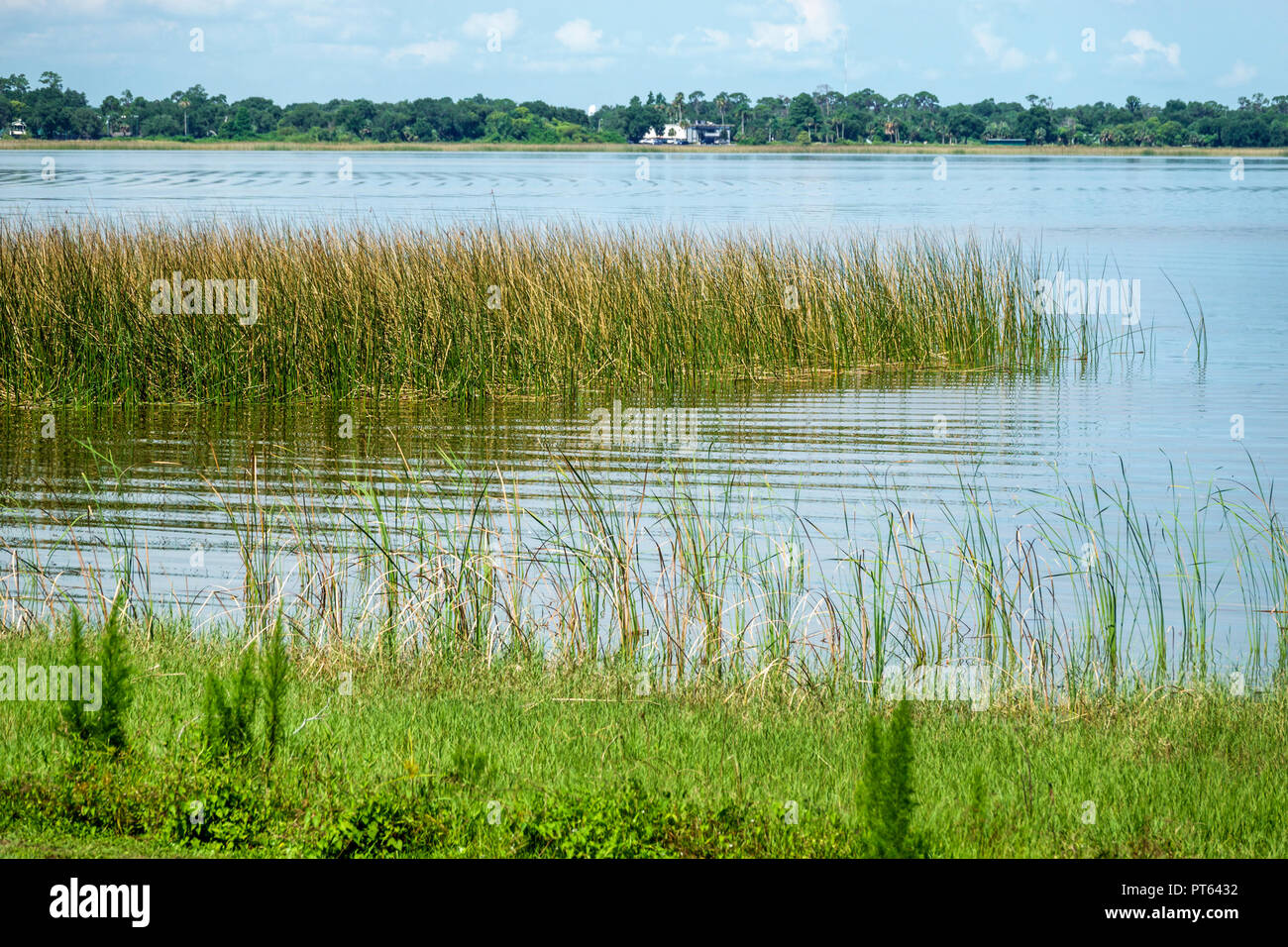 Florida,Lake Hamilton,Sample Park,water sawgrass,FL180731223 Stock Photo
