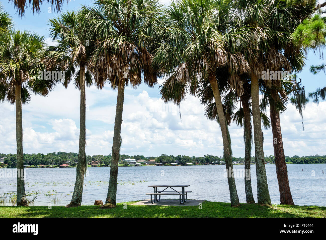 Florida,Lake Placid,Lake June-in-Winter,H. L. Bishop Park,picnic table,sabal palm trees,FL180731241 Stock Photo