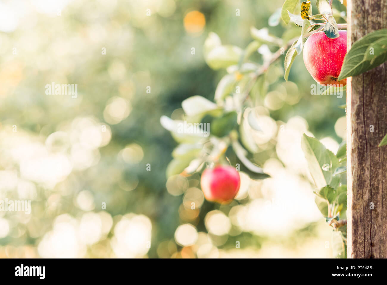 Two red apples on branches Stock Photo