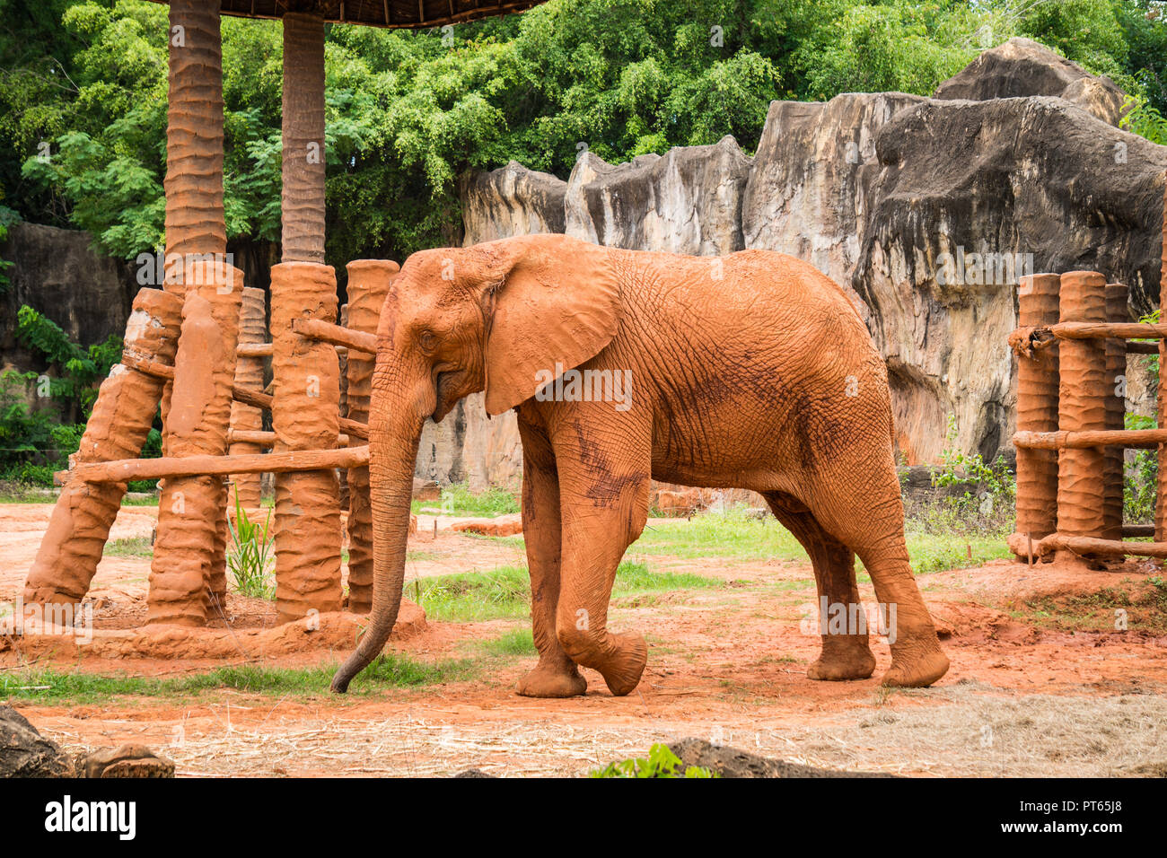African elephant with red soil on skin in zoo. Elephants are large