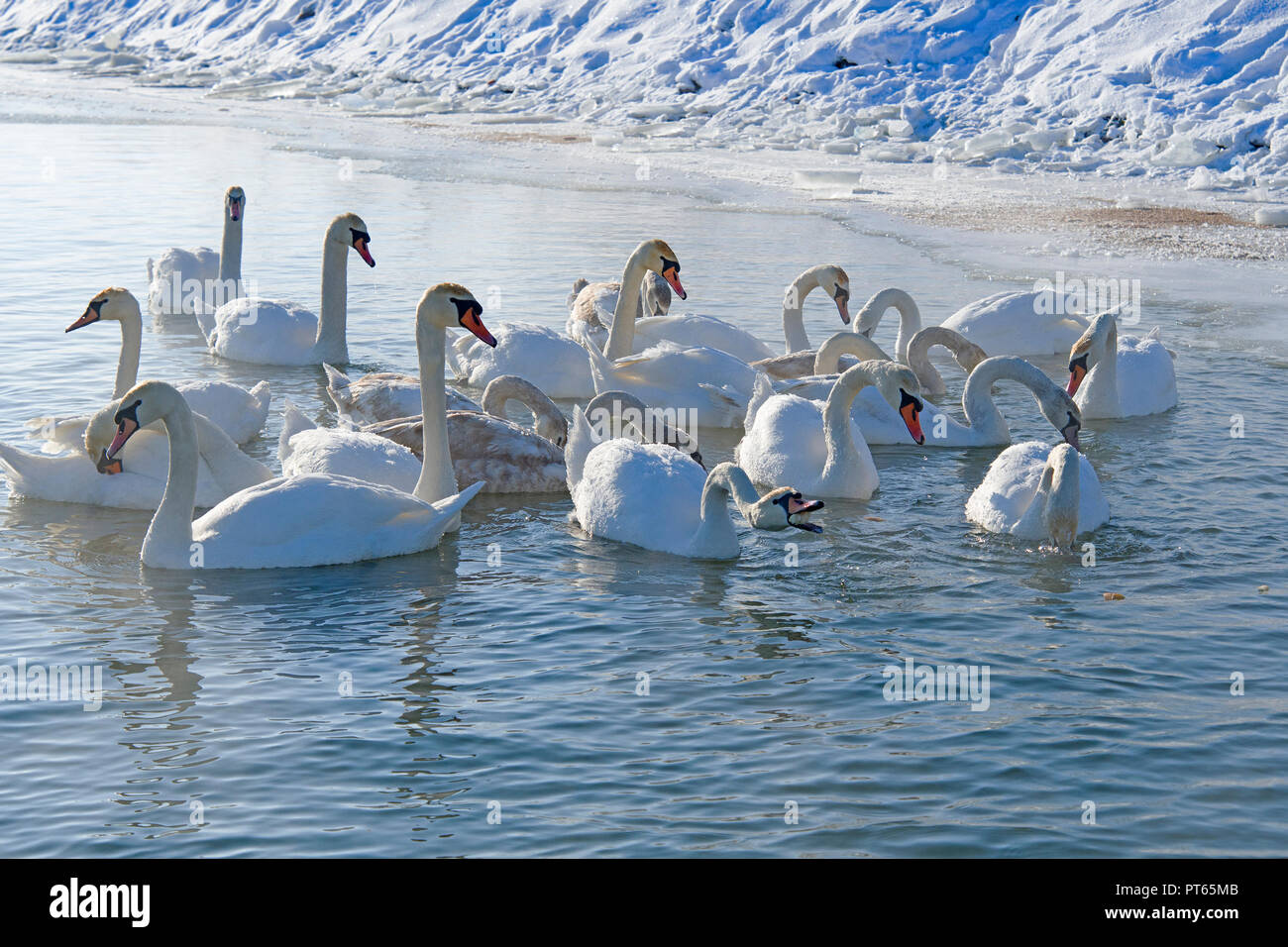 swans swimming in the lake in winter Stock Photo
