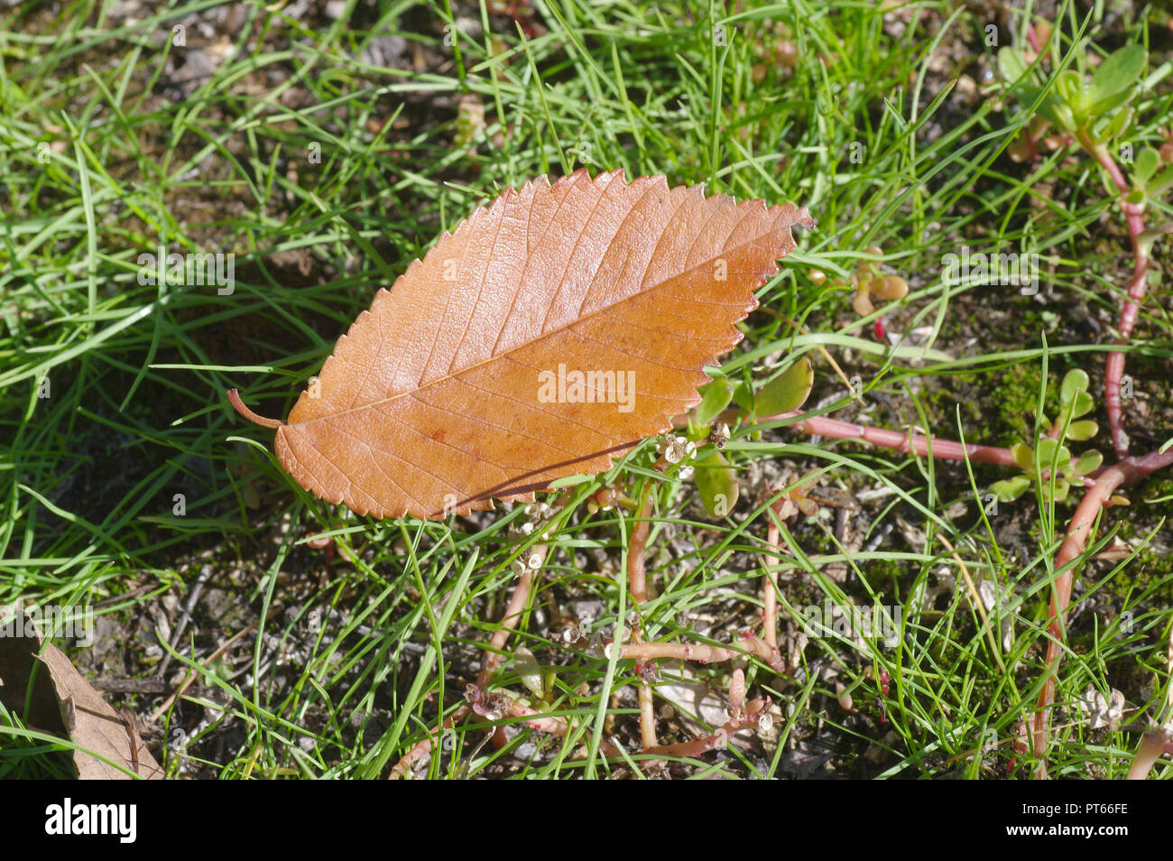 First dry leaf lying on green herbs at fall season Stock Photo