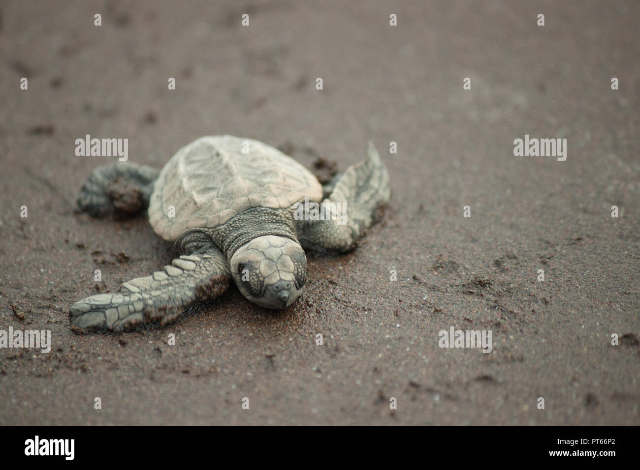 An endangered baby Olive Ridley turtle rests for just a second on its long walk to the sea after hatching at in Velas, Maharashtra Stock Photo