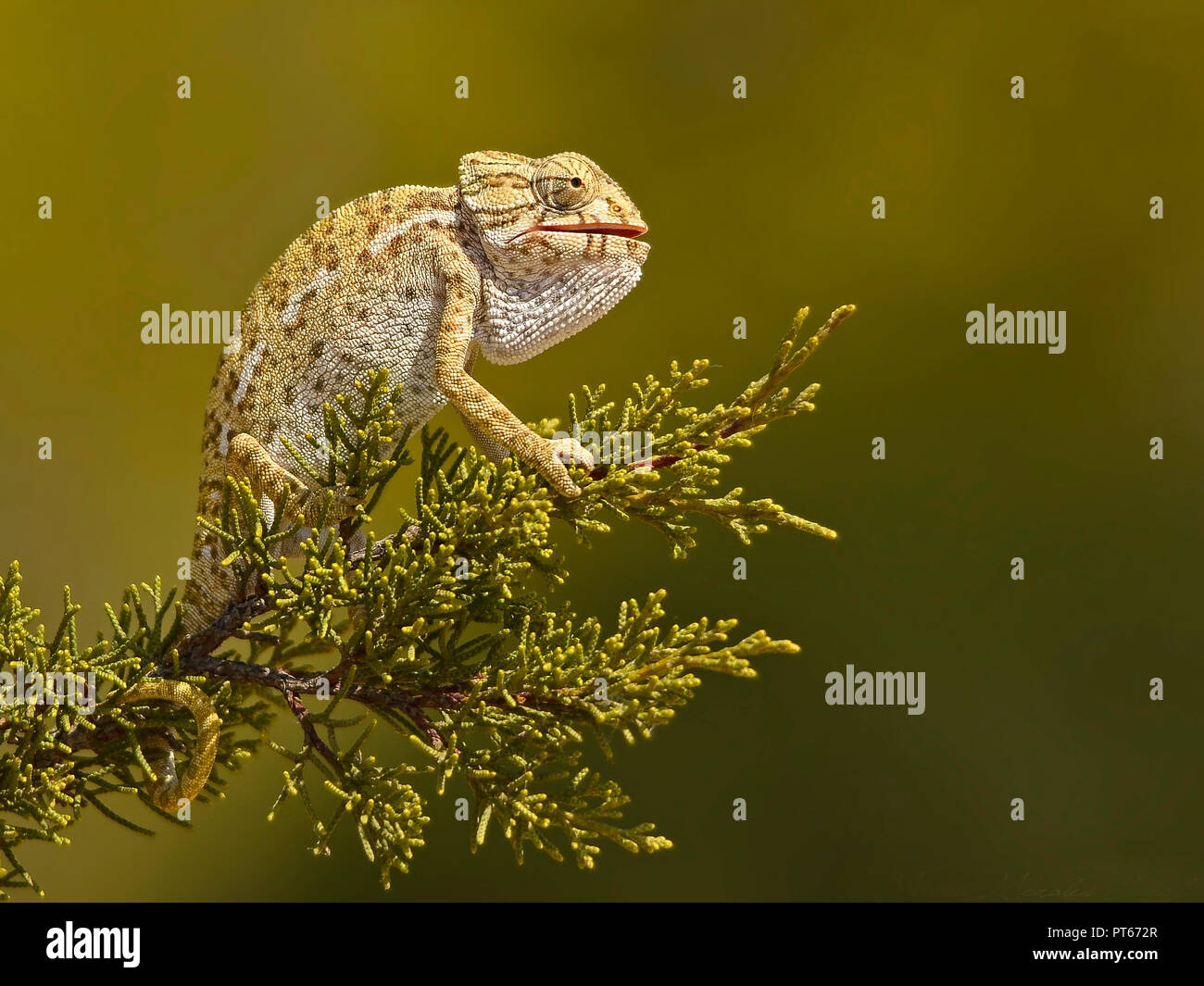 iberian chameleon climbed on a pine Stock Photo