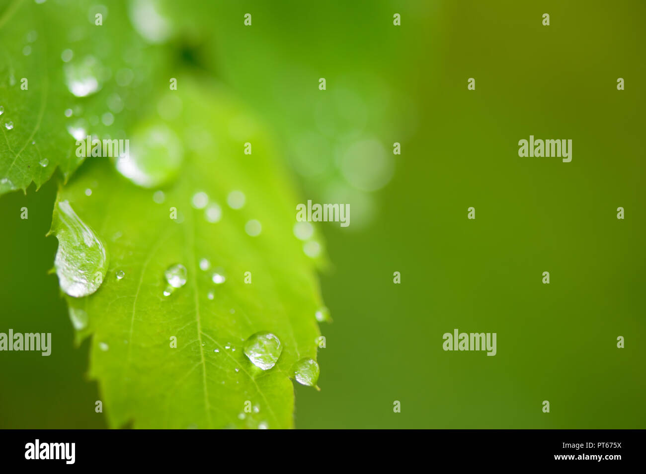 Raindrops on Spirea leaves. Selective focus and shallow depth of field ...