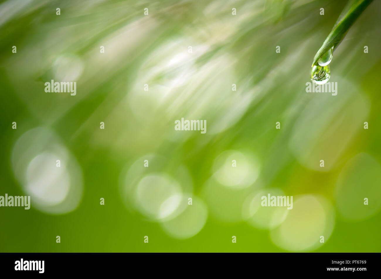 Raindrops on Scots pine needles. Selective focus and shallow depth of field. Stock Photo