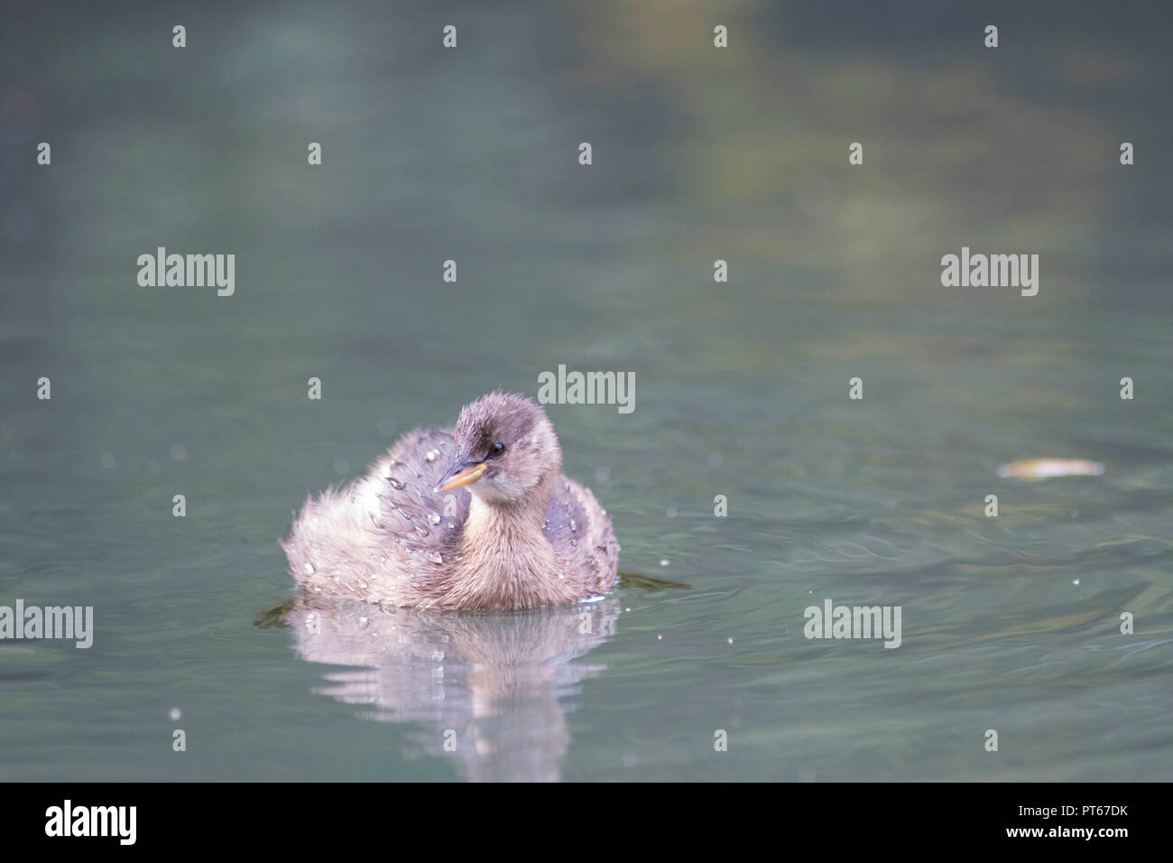 Little grebe on cromford canal Stock Photo