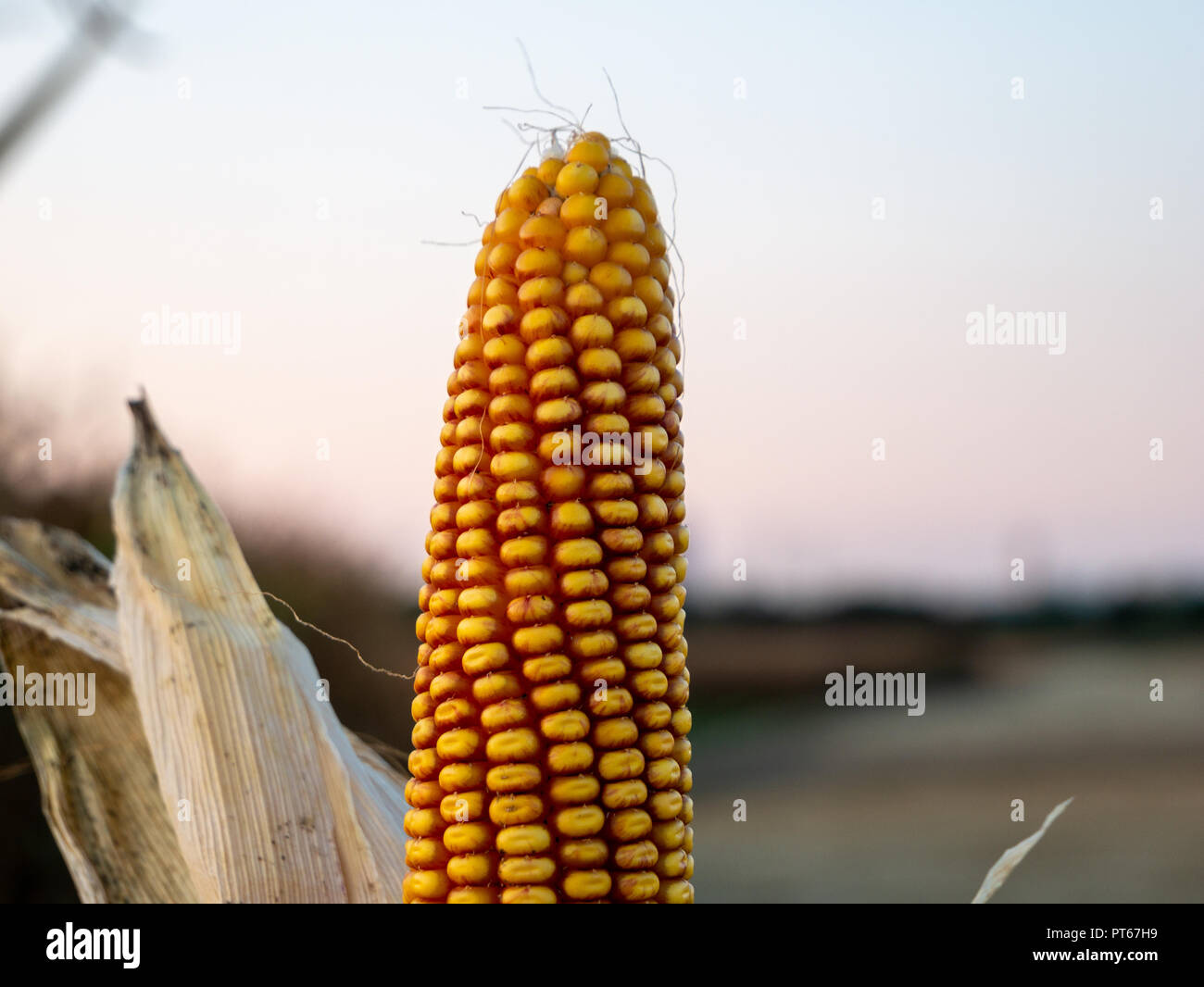 Image of yellow corncob in the nature Stock Photo