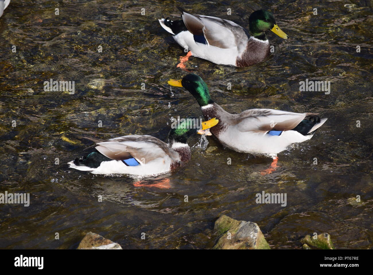 Mallards fighting or at play Stock Photo
